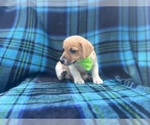 Small #4 Jack Russell Terrier