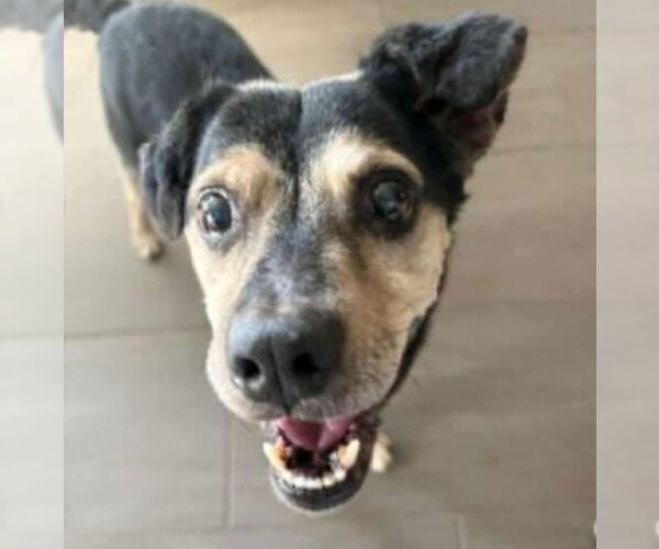 Medium Photo #4 Jack-A-Bee Puppy For Sale in Princeton, MN, USA