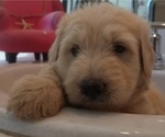 Small #3 Goldendoodle