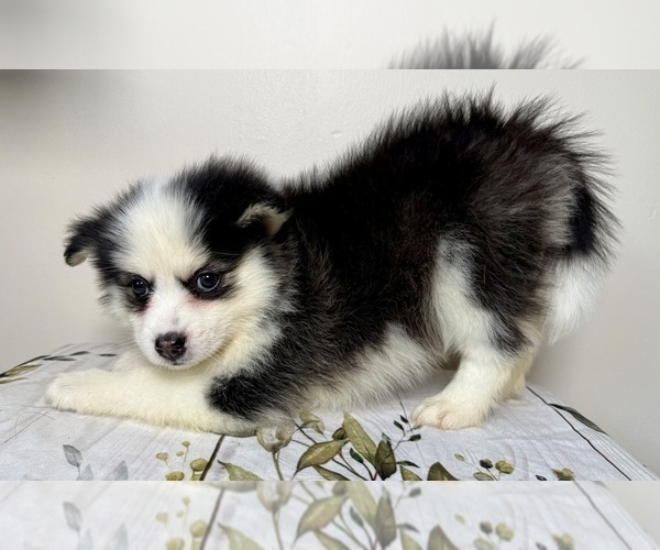 Medium Photo #1 Pomsky Puppy For Sale in NASHUA, NH, USA