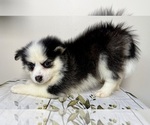 Puppy 2 Pomsky