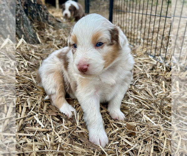 Medium Photo #27 Australian Shepherd Puppy For Sale in SMITHS GROVE, KY, USA