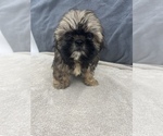Small Photo #27 Shih Tzu Puppy For Sale in SAINT AUGUSTINE, FL, USA