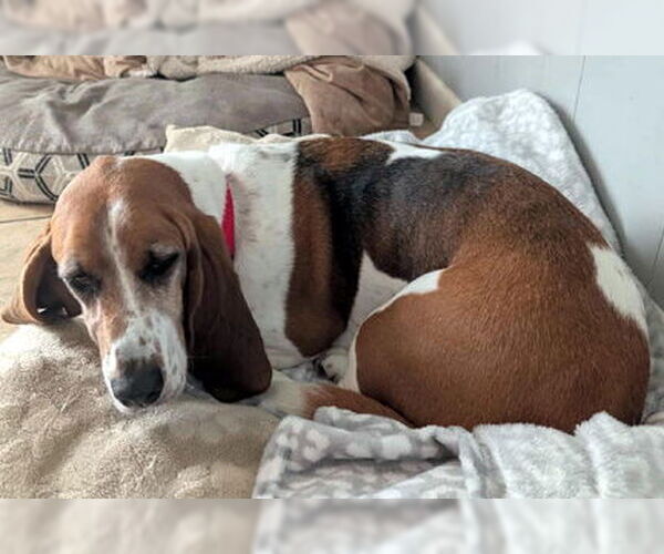 Medium Photo #7 Basset Hound Puppy For Sale in Deepwater, NJ, USA