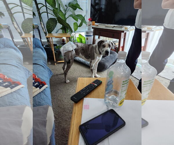 Medium Photo #5 Great Dane Puppy For Sale in Goodyear, AZ, USA