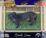 Small #1 Dachshund