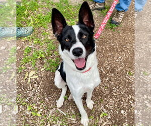 Thea - Female Border Collie-Unknown Mix Dog for Adoption - Photo #33