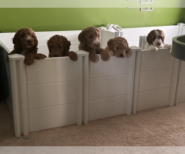 Medium Photo #1 Goldendoodle Puppy For Sale in LEXINGTON, SC, USA