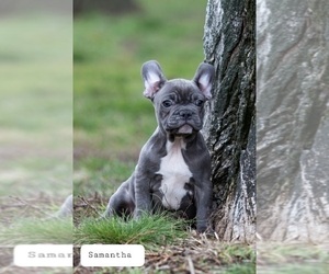 French Bulldog Puppy for sale in Oroshaza, Bekes, Hungary