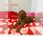 Small Photo #4 Goldendoodle Puppy For Sale in CEREDO, WV, USA
