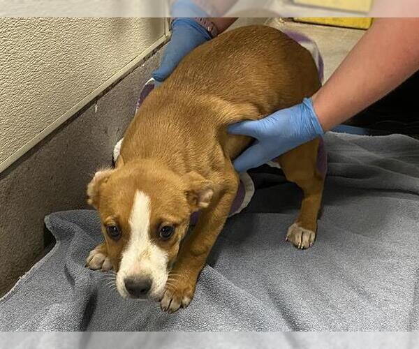 Medium Photo #1 Mutt Puppy For Sale in Modesto, CA, USA