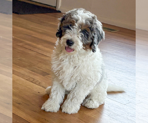 Bernedoodle (Miniature) Puppy for sale in ROY, UT, USA