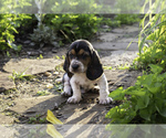 Puppy Gordon Basset Hound