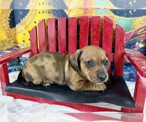 Dachshund Puppy for Sale in CASSVILLE, Missouri USA