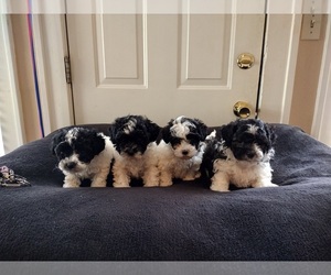 Maltipoo Puppy for sale in SAN ANGELO, TX, USA