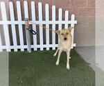 Small German Shepherd Dog Mix