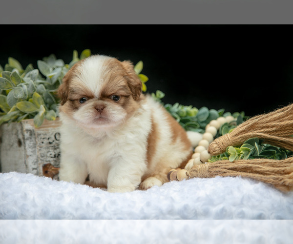 Medium Photo #13 Shih Tzu Puppy For Sale in CLARE, MI, USA