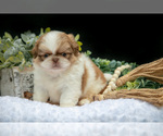 Small Photo #13 Shih Tzu Puppy For Sale in CLARE, MI, USA