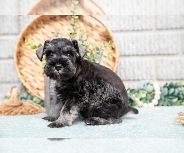 Medium Photo #4 Schnauzer (Miniature) Puppy For Sale in BALTIC, OH, USA