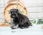 Small #3 Schnauzer (Miniature)