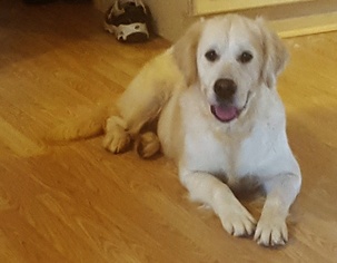 Mother of the Golden Retriever puppies born on 06/25/2017