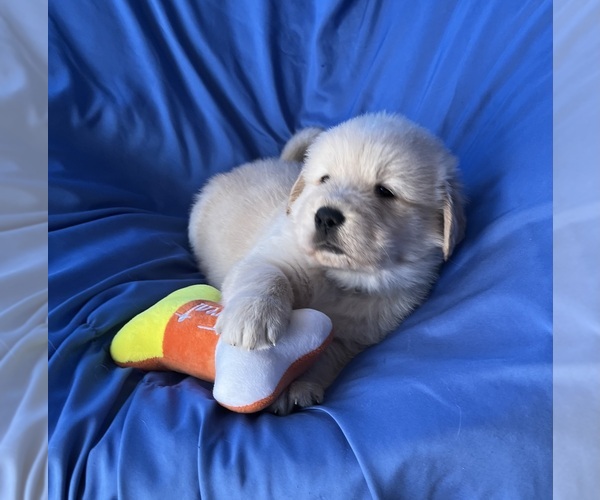 Medium Photo #1 Golden Labrador Puppy For Sale in LIVE OAK, FL, USA