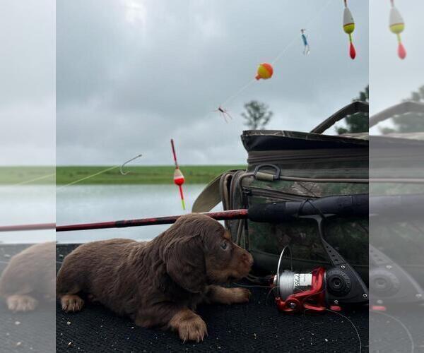 Medium Photo #14 Dachshund Puppy For Sale in LOOGOOTEE, IN, USA