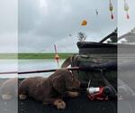 Small Photo #14 Dachshund Puppy For Sale in LOOGOOTEE, IN, USA
