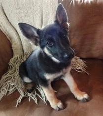 German Shepherd Dog Puppy for sale in BUCKLIN, KS, USA