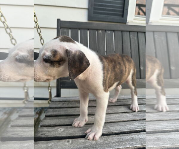 Medium Photo #14 American Bulldog-Labrador Retriever Mix Puppy For Sale in Columbus, IN, USA