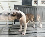 Small #13 American Bulldog-Labrador Retriever Mix