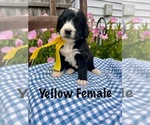 Small #1 Bernedoodle