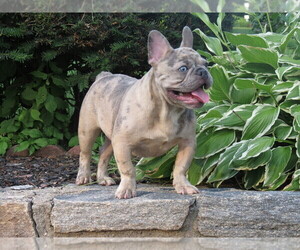 French Bulldog Puppy for Sale in NAUGATUCK, Connecticut USA