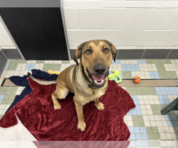 Medium Photo #1 English Coonhound-German Shepherd Dog Mix Puppy For Sale in Fort Collins, CO, USA