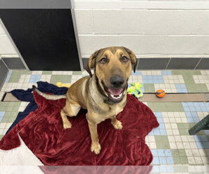 English Coonhound-German Shepherd Dog Mix Dogs for adoption in Fort Collins, CO, USA
