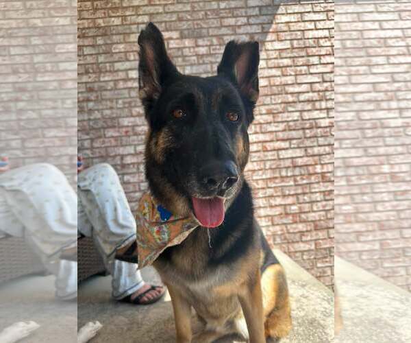 Medium Photo #1 German Shepherd Dog Puppy For Sale in Gretna, NE, USA