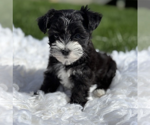 Medium Photo #5 Morkie Puppy For Sale in ROCK STREAM, NY, USA