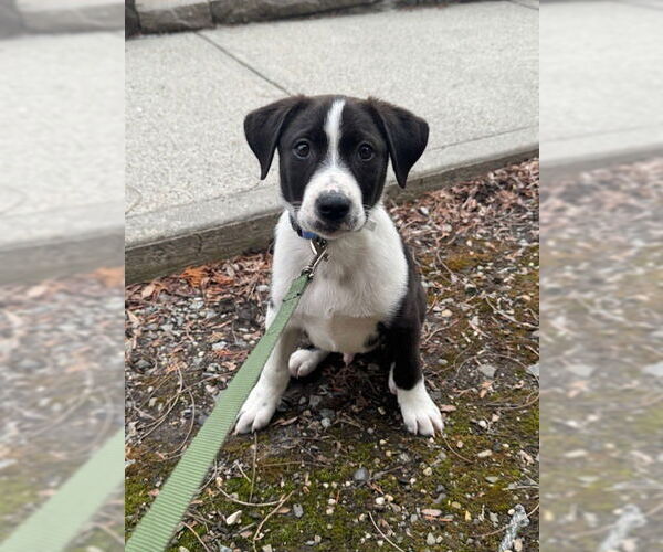 Medium Photo #6 Labrador Retriever-Unknown Mix Puppy For Sale in Brewster, NY, USA