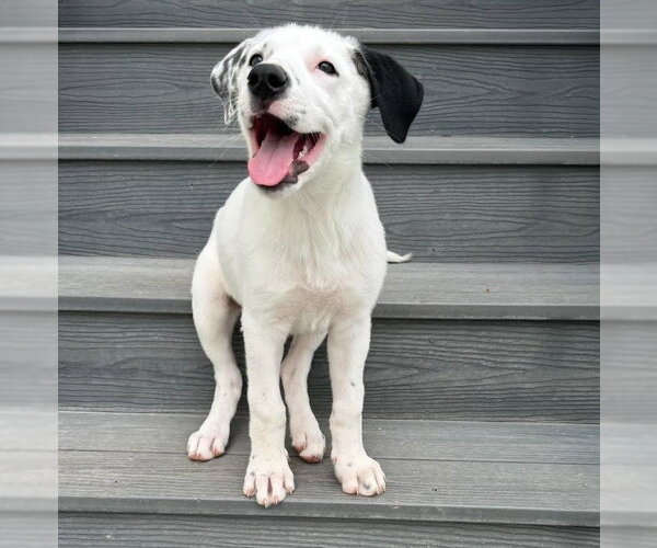 Medium Photo #1 Border Collie-Unknown Mix Puppy For Sale in Salt Lake City, UT, USA
