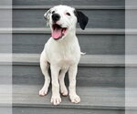 Small Border Collie Mix