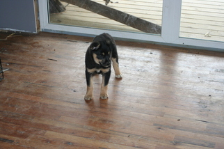 Australian Shepherd Puppy for sale in ALBION, IN, USA