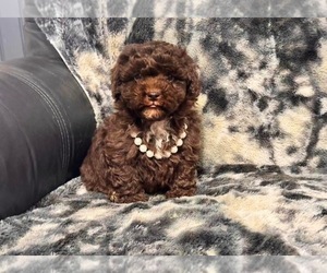 Aussiedoodle Toy Puppy for sale in CAMPBELLSVILLE, KY, USA