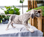 Small #27 Great Dane
