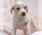 Small Labrador Retriever Mix