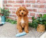 Small #5 Cavapoo (Miniature)