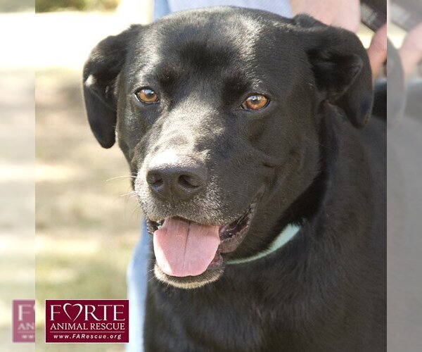 Medium Photo #3 Labrador Retriever-Unknown Mix Puppy For Sale in Marina del Rey, CA, USA