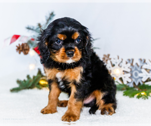 Medium Photo #16 Cavalier King Charles Spaniel Puppy For Sale in WAKARUSA, IN, USA