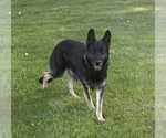 Small Photo #1 German Shepherd Dog Puppy For Sale in PULASKI, PA, USA