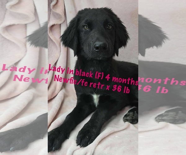Medium Photo #1 Mutt Puppy For Sale in pomfret, CT, USA