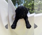 Small Photo #78 Goldendoodle Puppy For Sale in PIERSON, FL, USA
